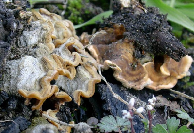 602 Marzo vecchio ritrovamento